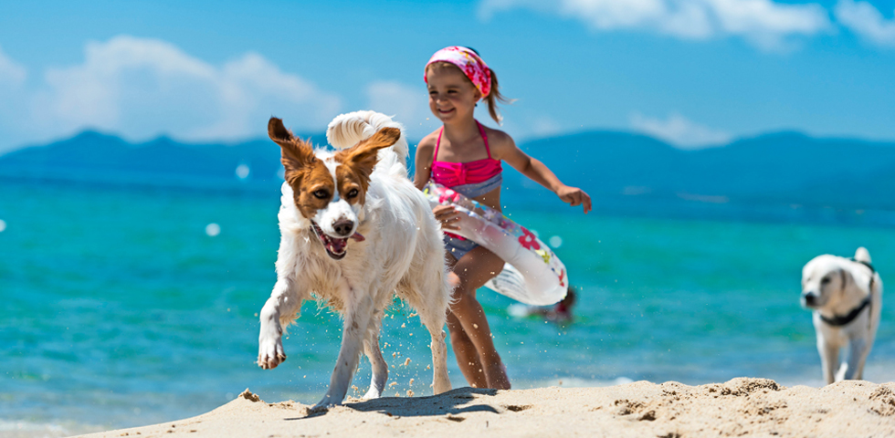 Pet Friendly Le Vacanze A 4 Zampe Sul Lago Maggiore E Dintorni